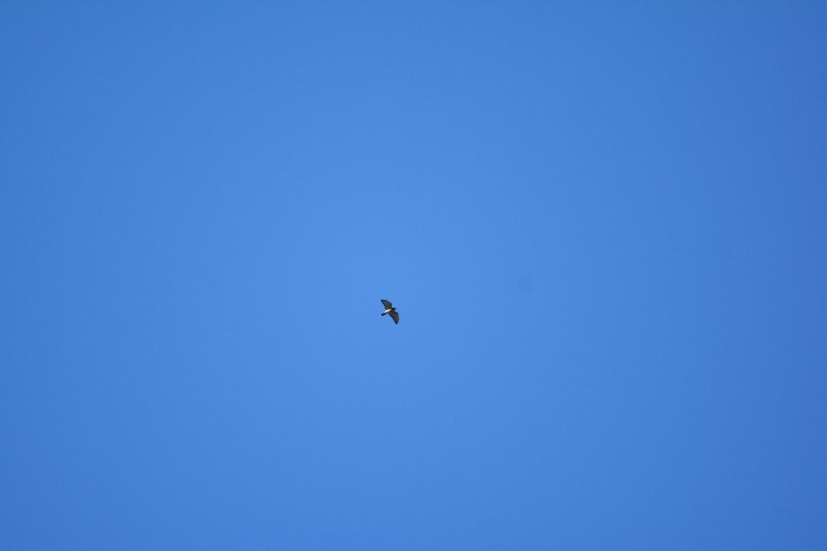Broad-winged Hawk - ML643577258