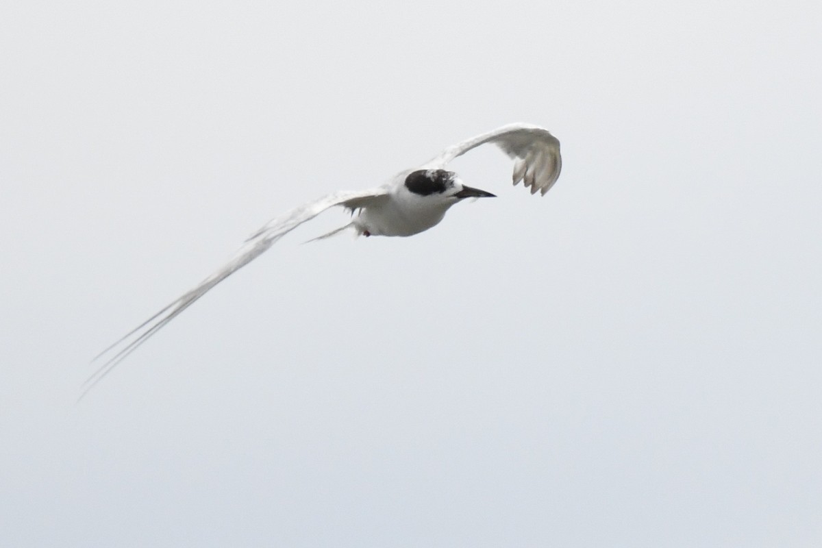Forster's Tern - ML643577261