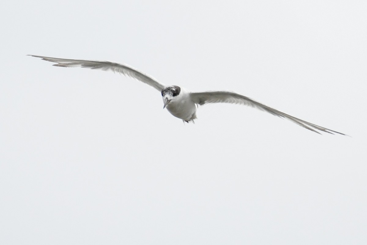 Forster's Tern - ML643577262