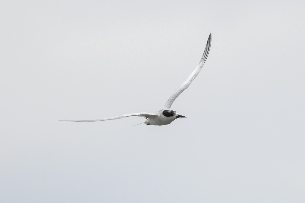 Forster's Tern - ML643577263