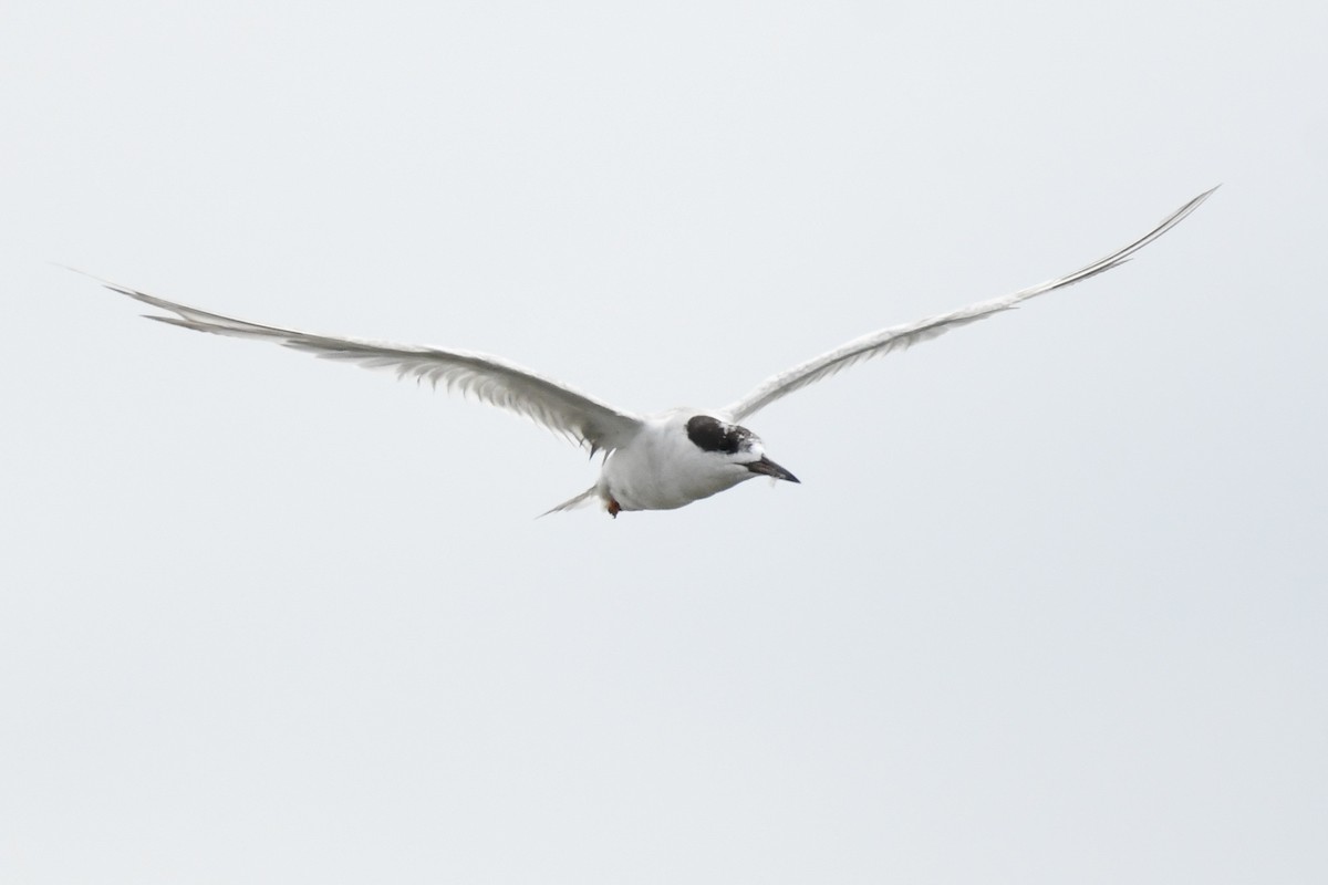 Forster's Tern - ML643577264