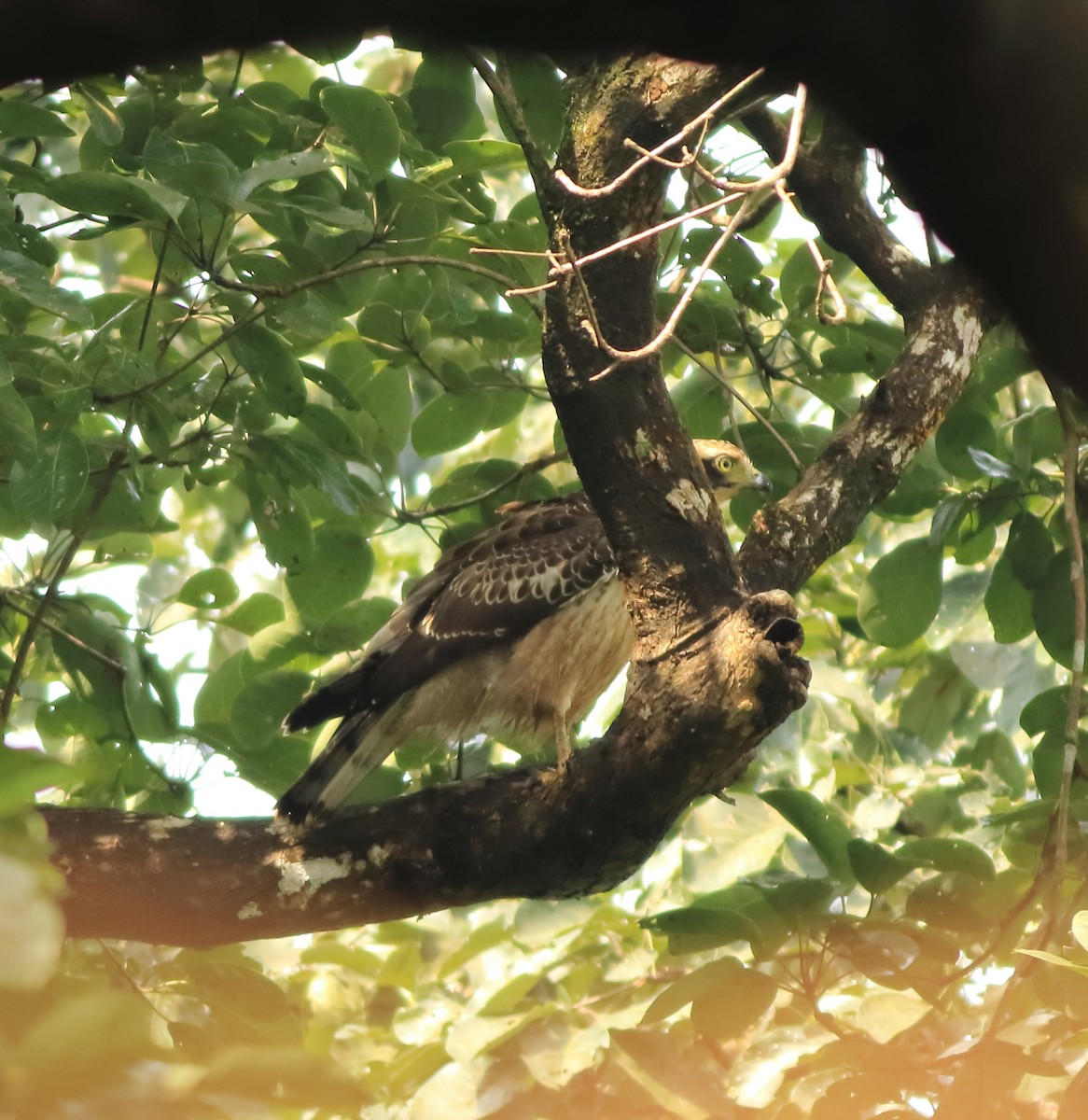Crested Serpent-Eagle - ML643577266