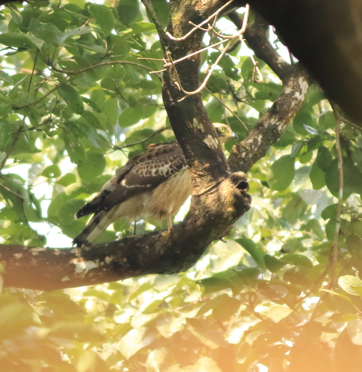 Crested Serpent-Eagle - ML643577268