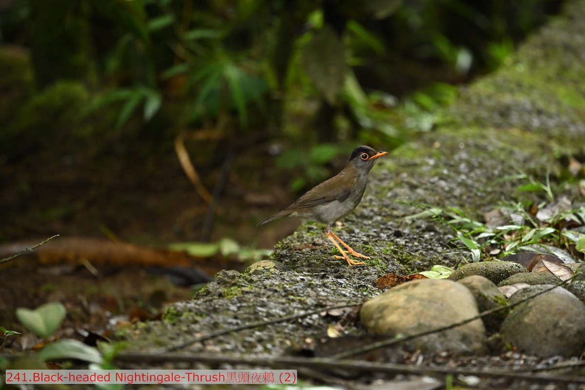 Black-headed Nightingale-Thrush - ML643577270