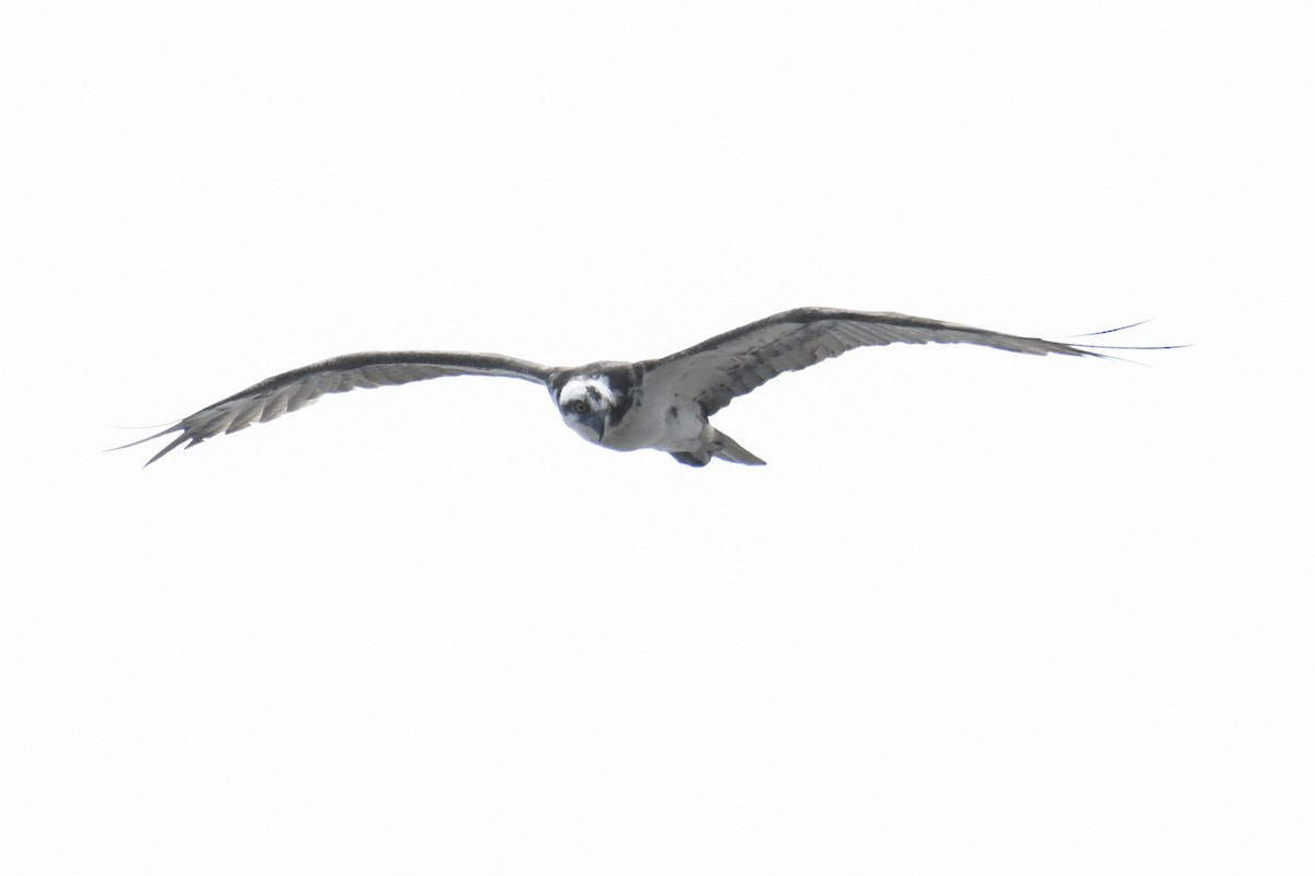 Fischadler (carolinensis) - ML643577273