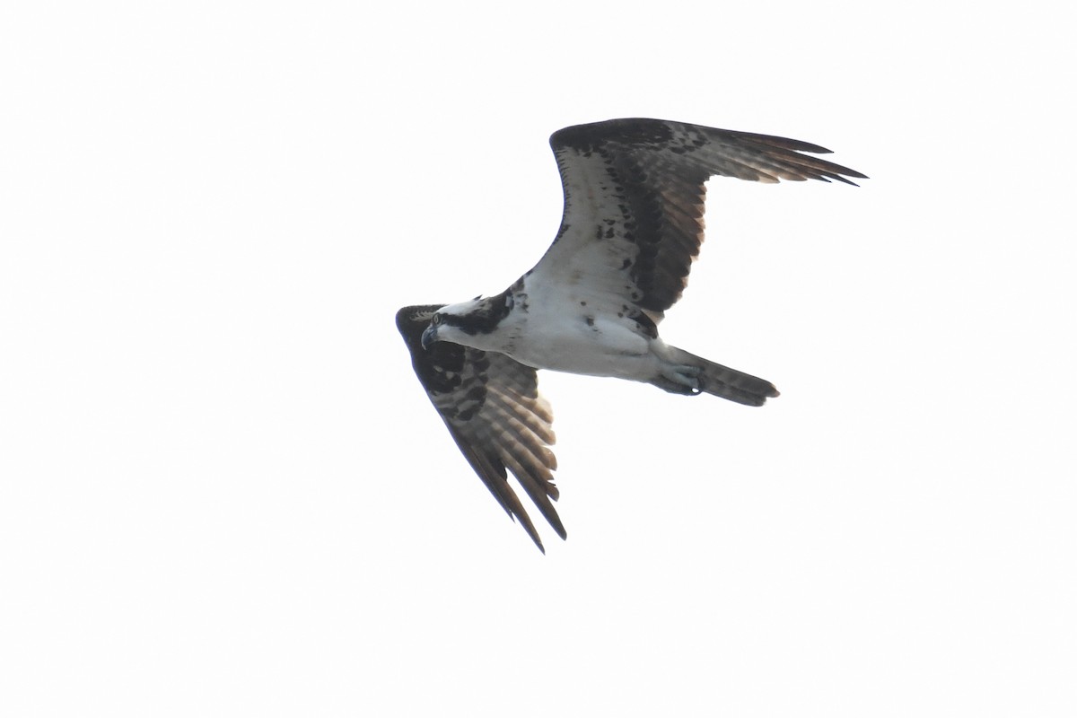 Fischadler (carolinensis) - ML643577274