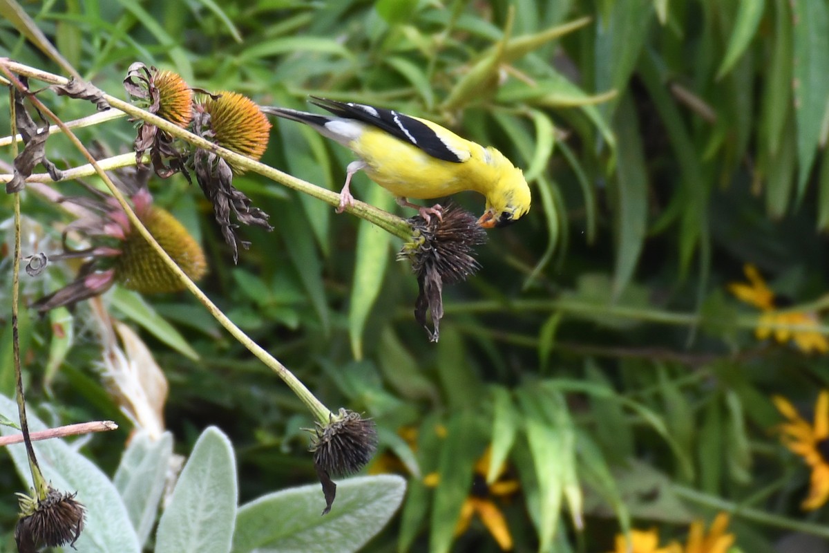 American Goldfinch - ML643577283