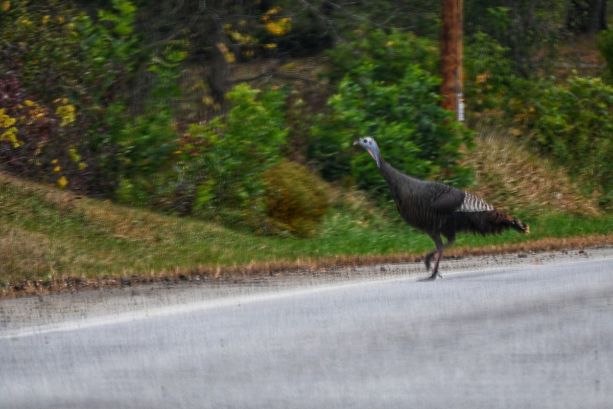 Guajolote Gallipavo - ML643577289