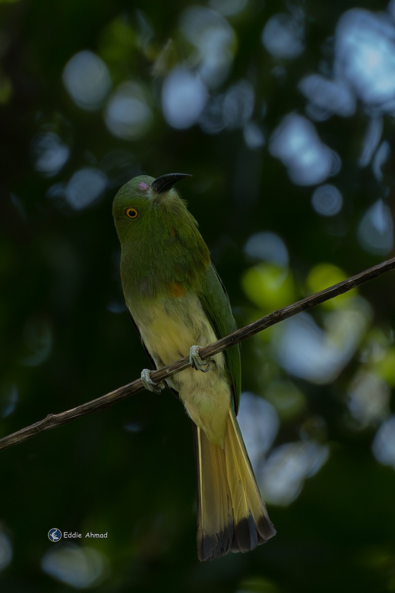 rødskjeggbieter - ML643577307