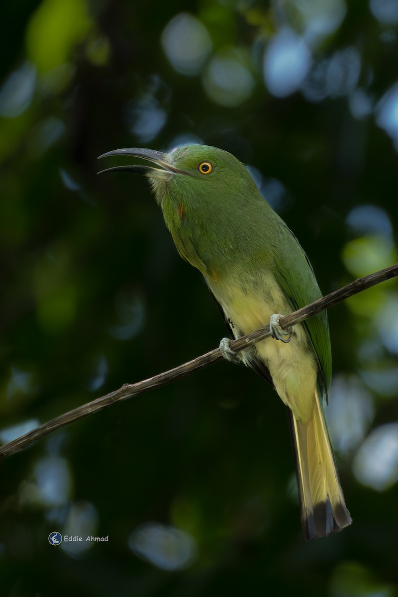 rødskjeggbieter - ML643577308