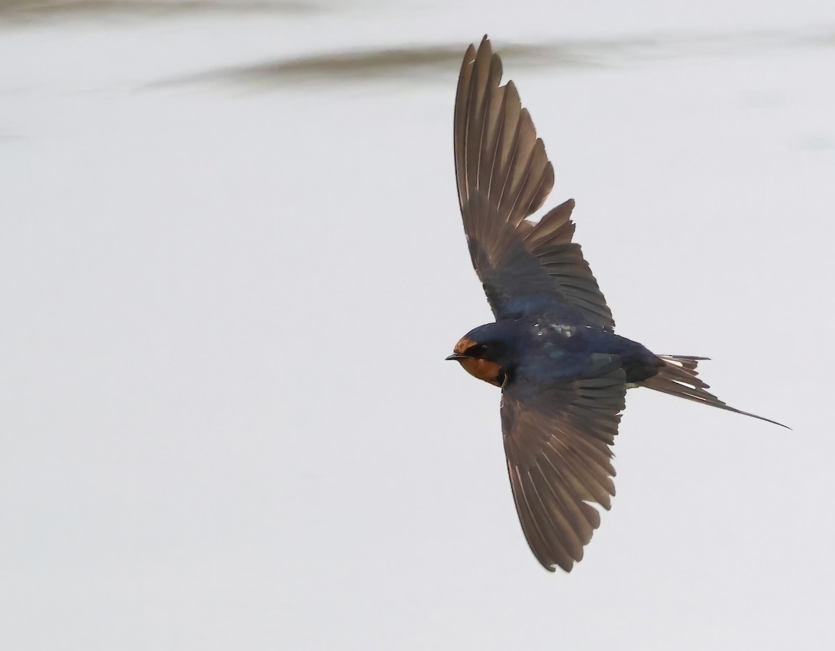 Barn Swallow - ML643577315