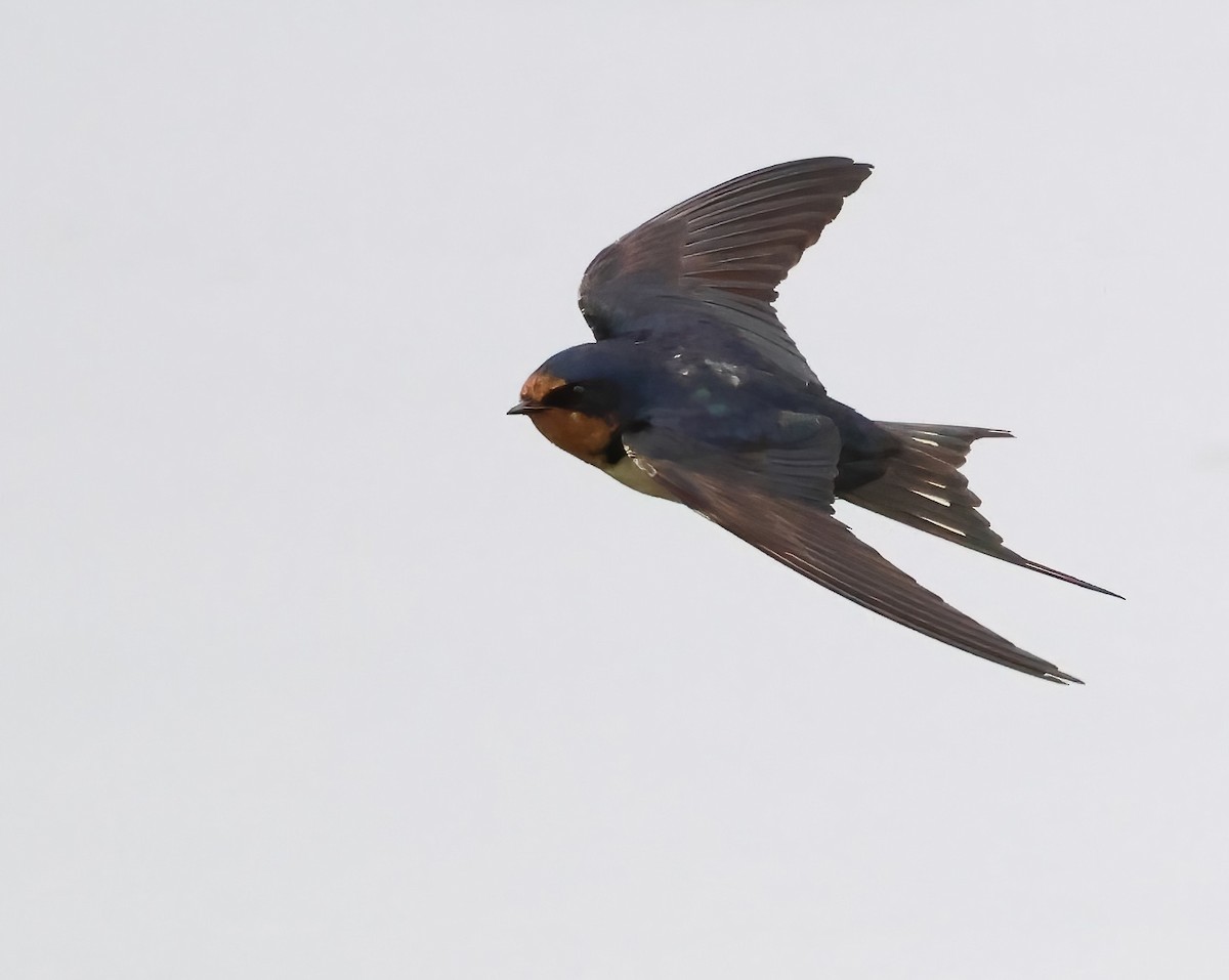 Barn Swallow - ML643577316