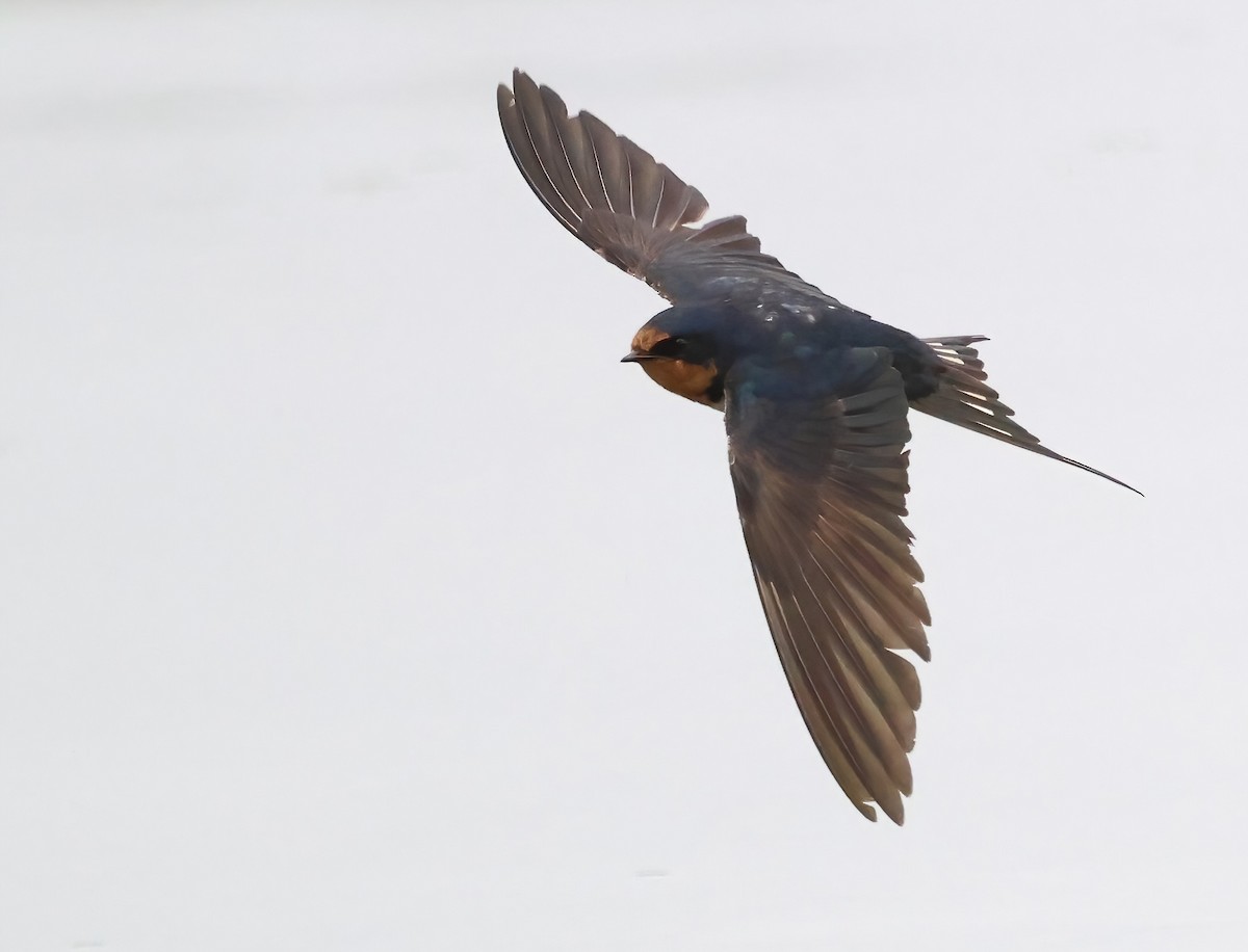 Barn Swallow - ML643577321