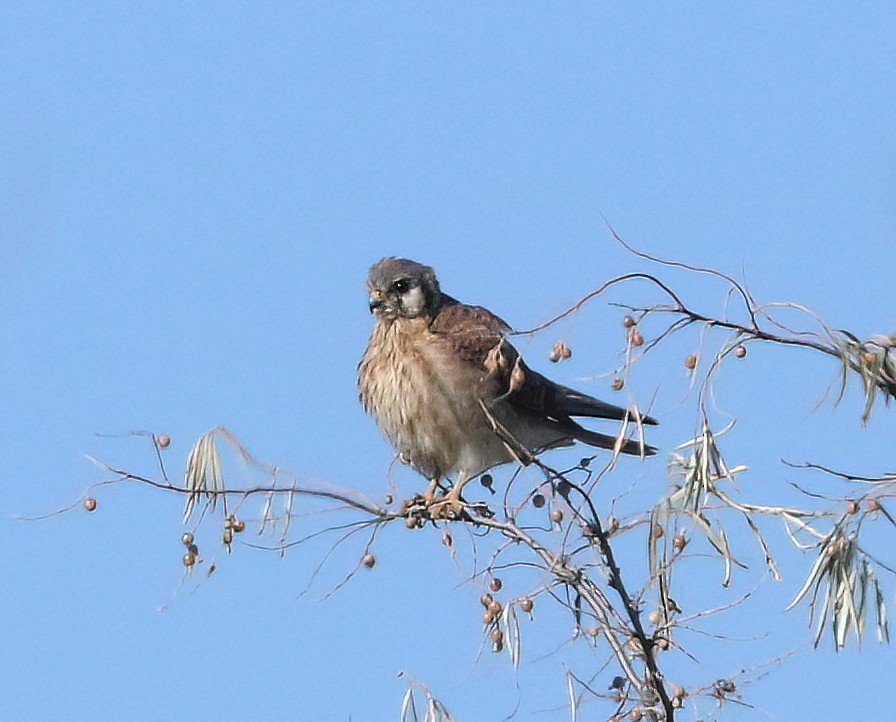 American Kestrel - ML643577323