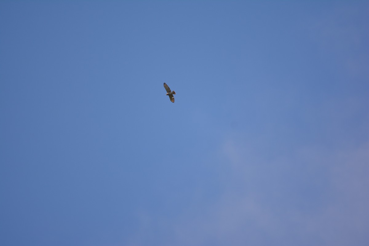 Broad-winged Hawk - ML643577329