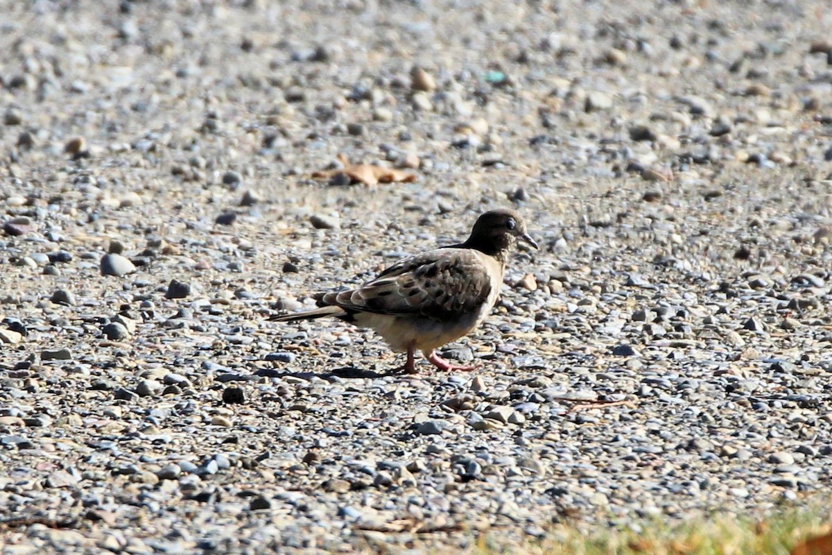 Mourning Dove - ML643577332