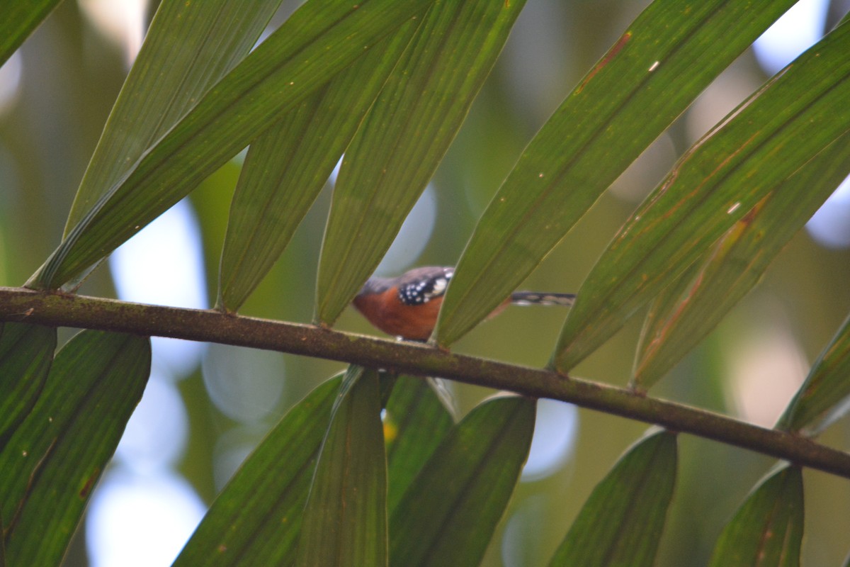 Dot-winged Antwren - ML643577335