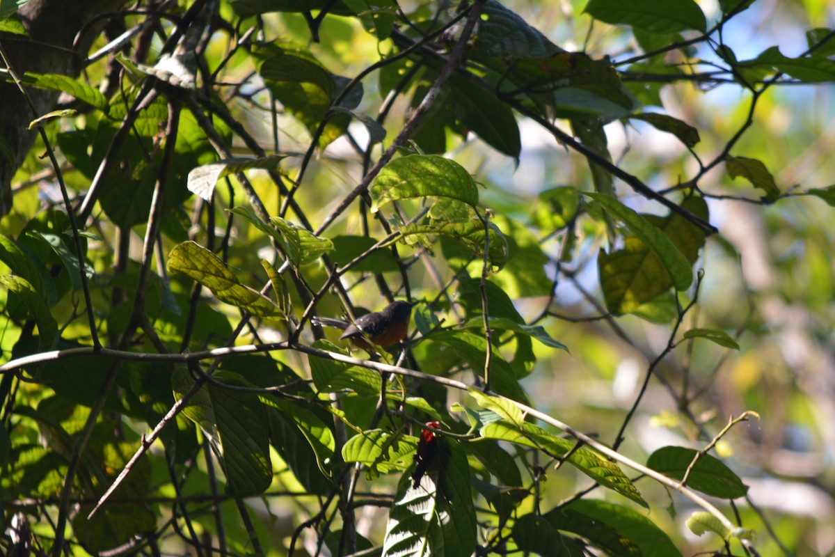 Dot-winged Antwren - ML643577336