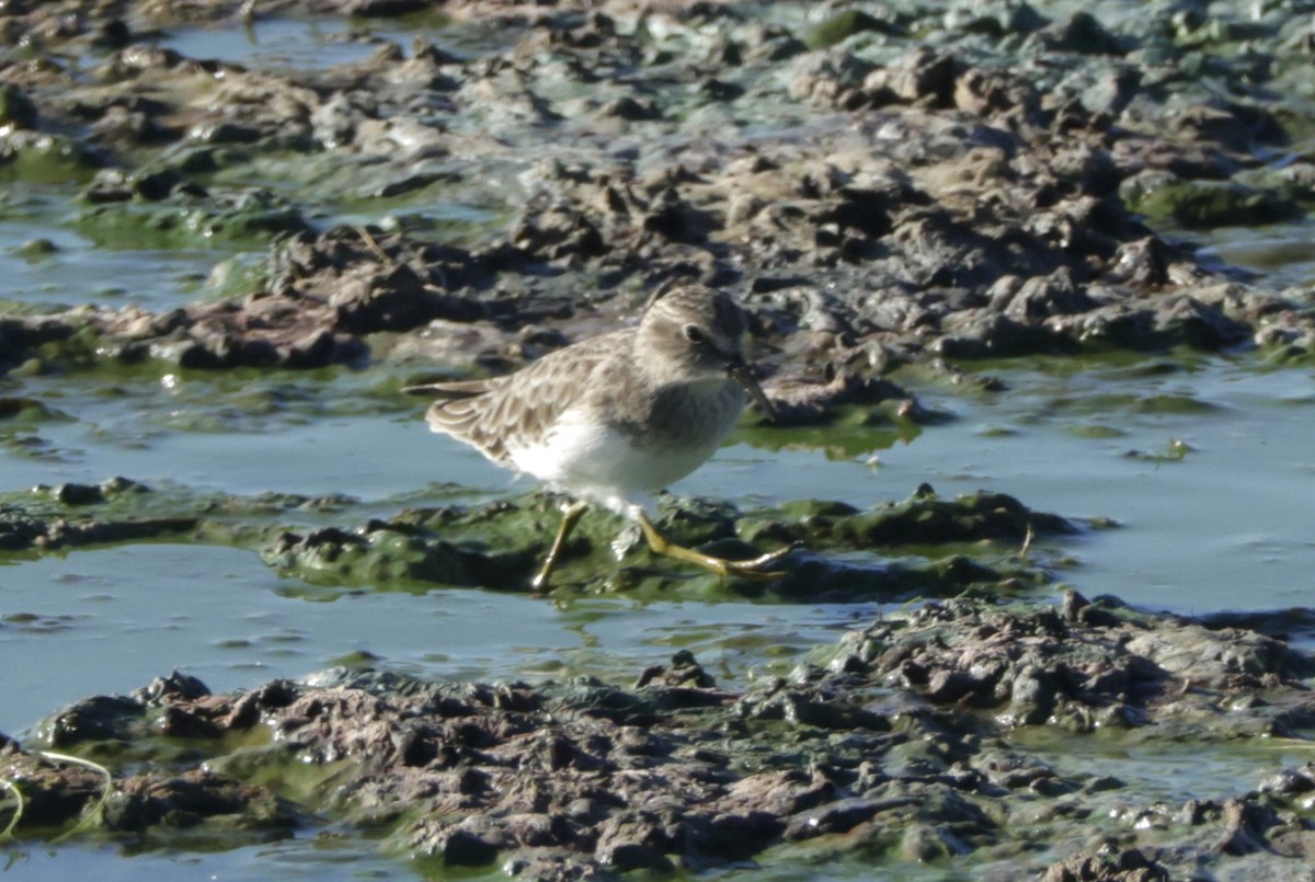 Least Sandpiper - ML643577344