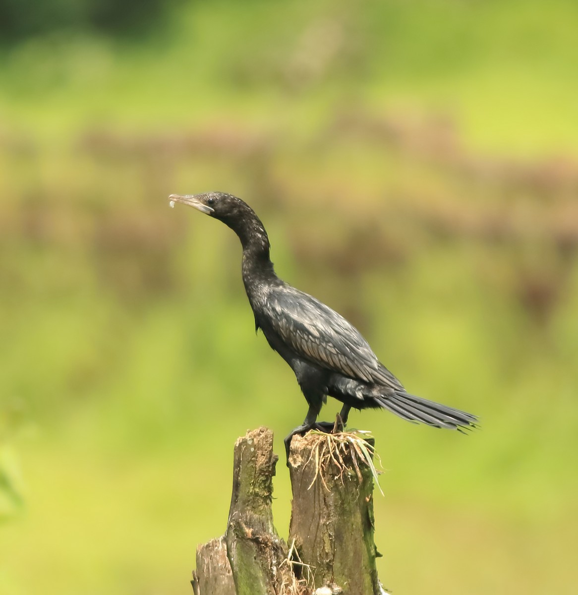 Little Cormorant - ML643577360