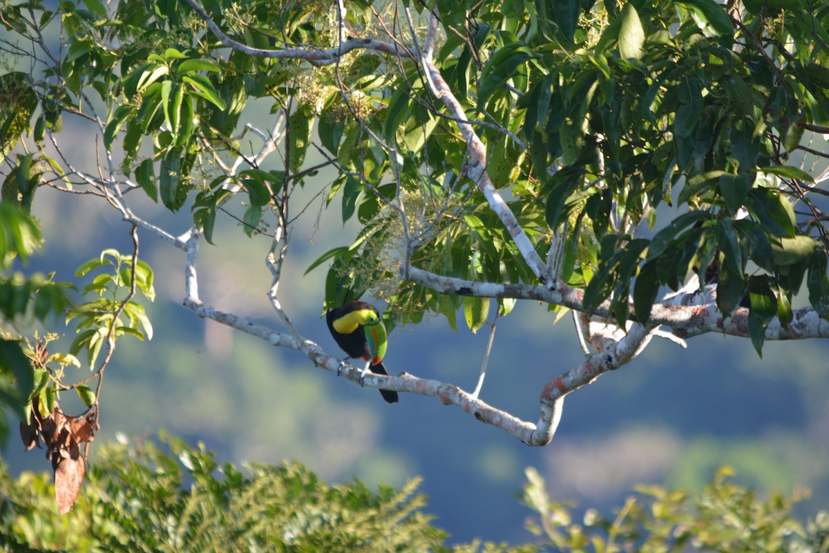 Keel-billed Toucan - ML643577362