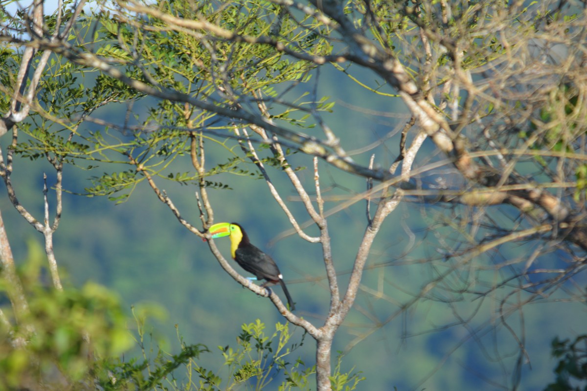 Keel-billed Toucan - ML643577363