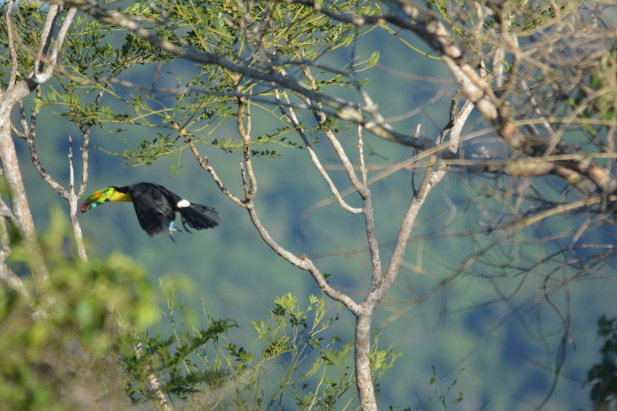Keel-billed Toucan - ML643577364