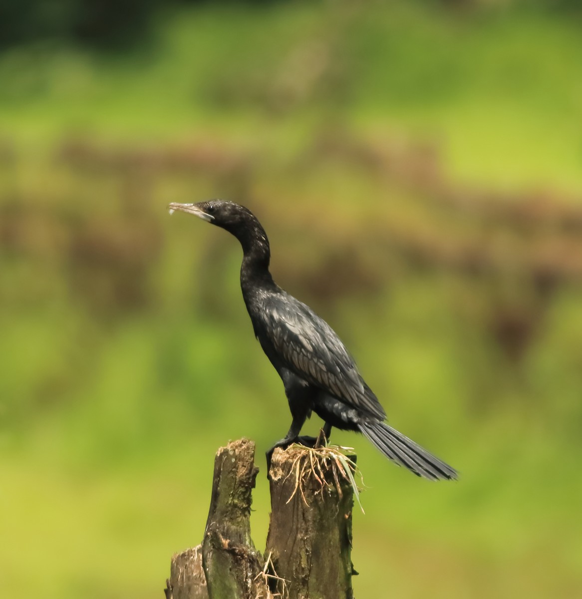 Little Cormorant - ML643577365