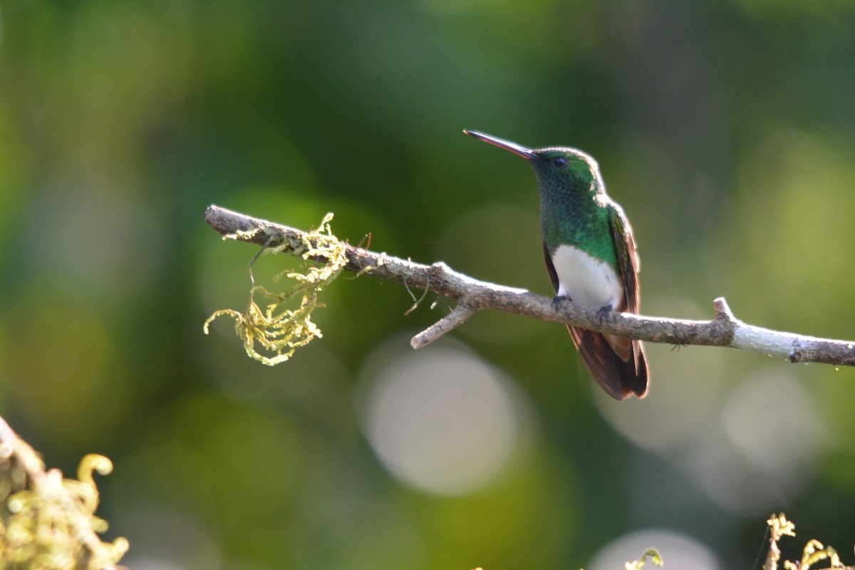 Snowy-bellied Hummingbird - ML643577390