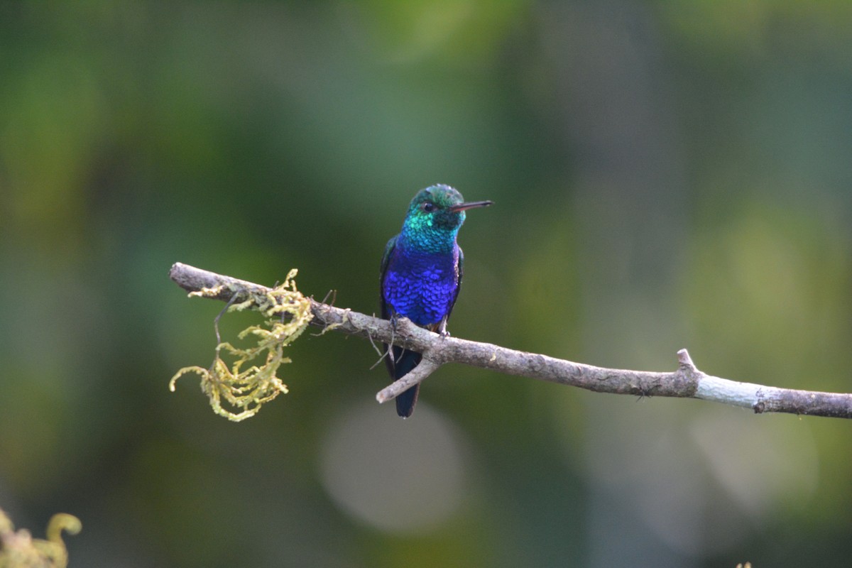 Violet-bellied Hummingbird - ML643577391