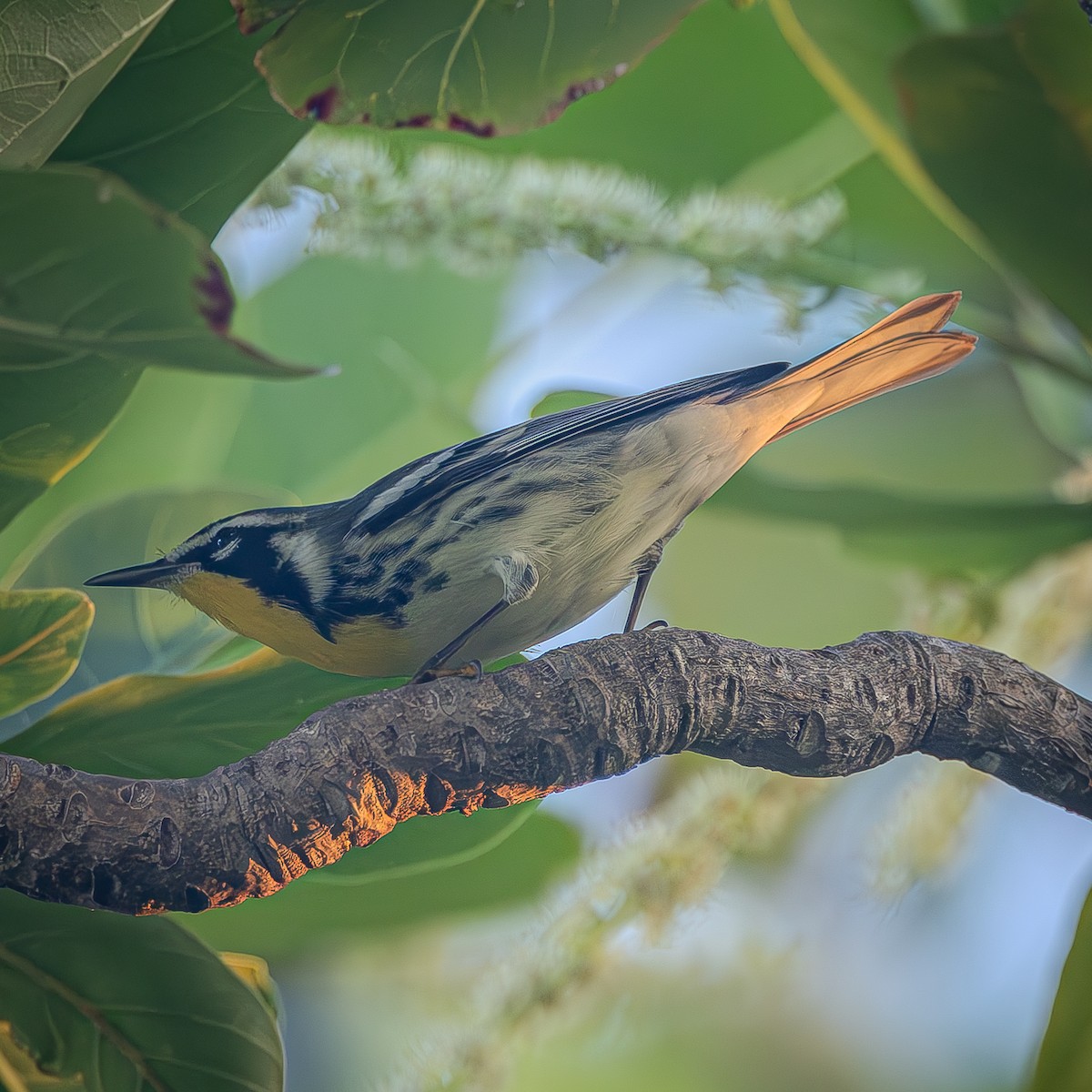Yellow-throated Warbler - ML643577397