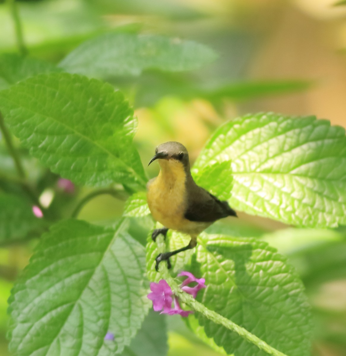Purple-rumped Sunbird - ML643577404