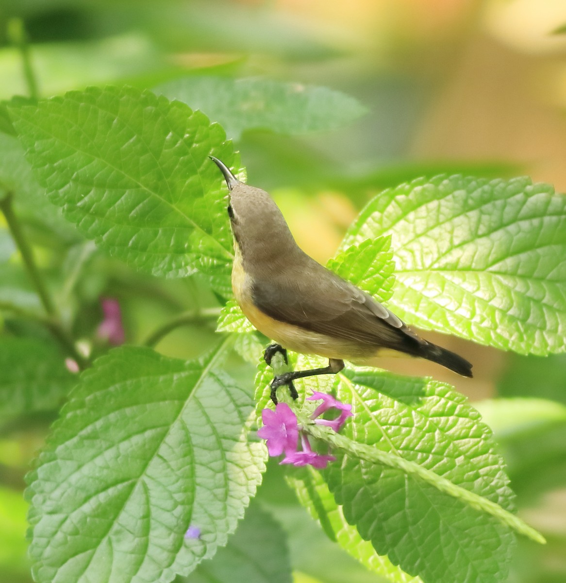 Purple-rumped Sunbird - ML643577407