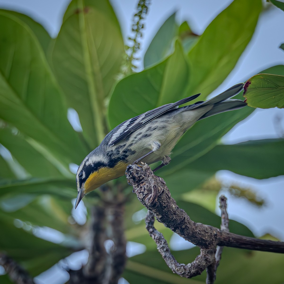 Yellow-throated Warbler - ML643577408