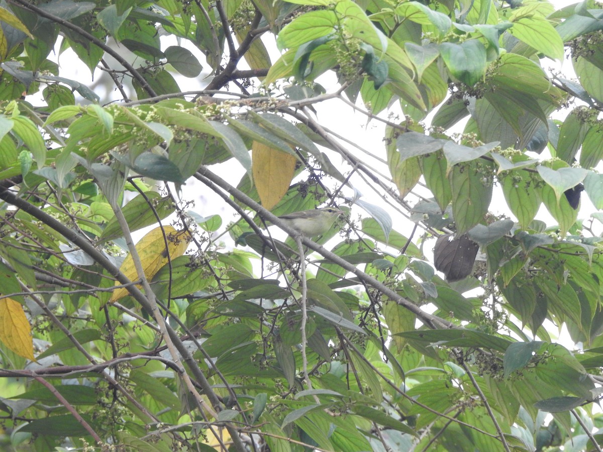 Green Warbler - ML643577420