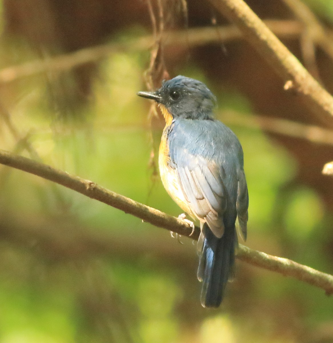 Tickell's Blue Flycatcher - ML643577421