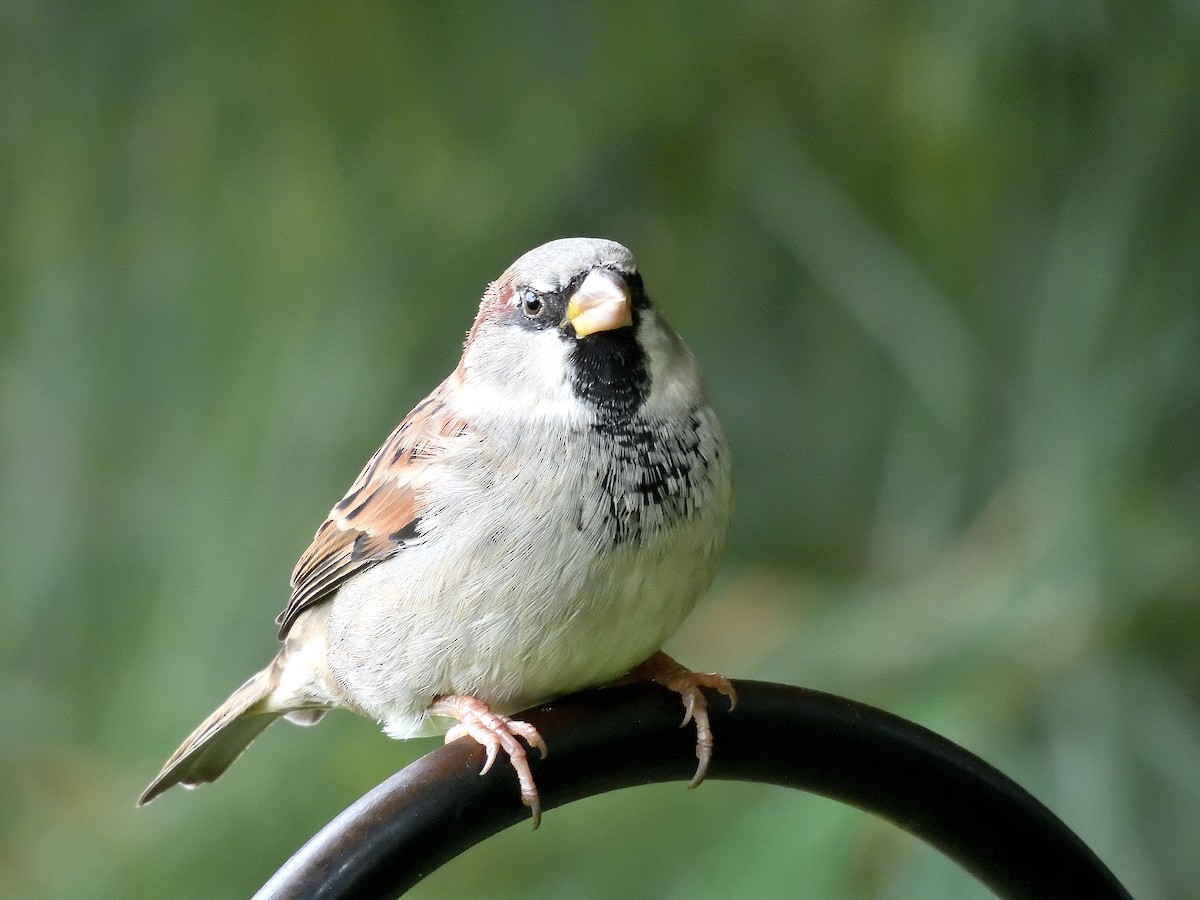 House Sparrow - ML643577425