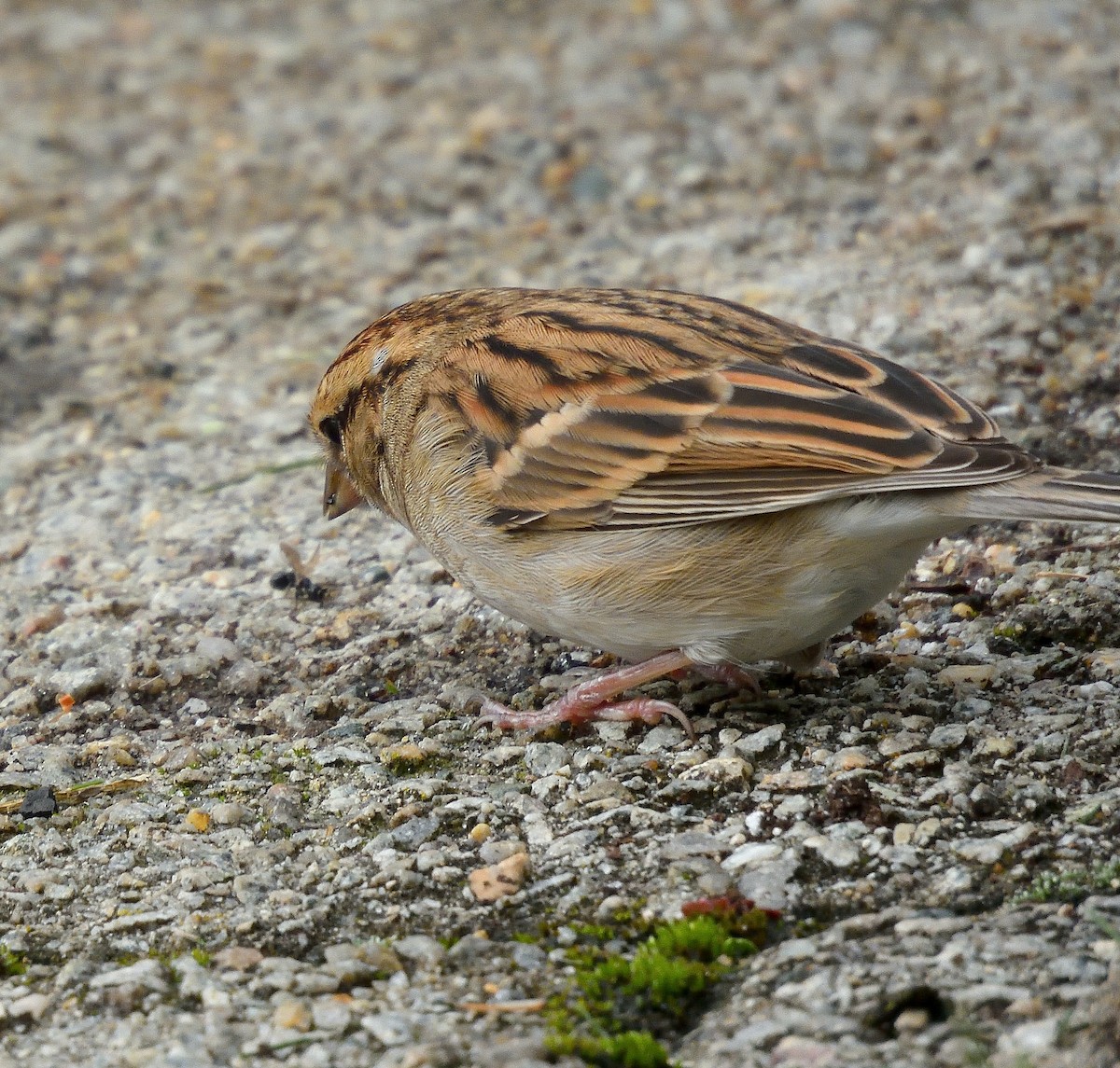 Chipping Sparrow - ML643577436