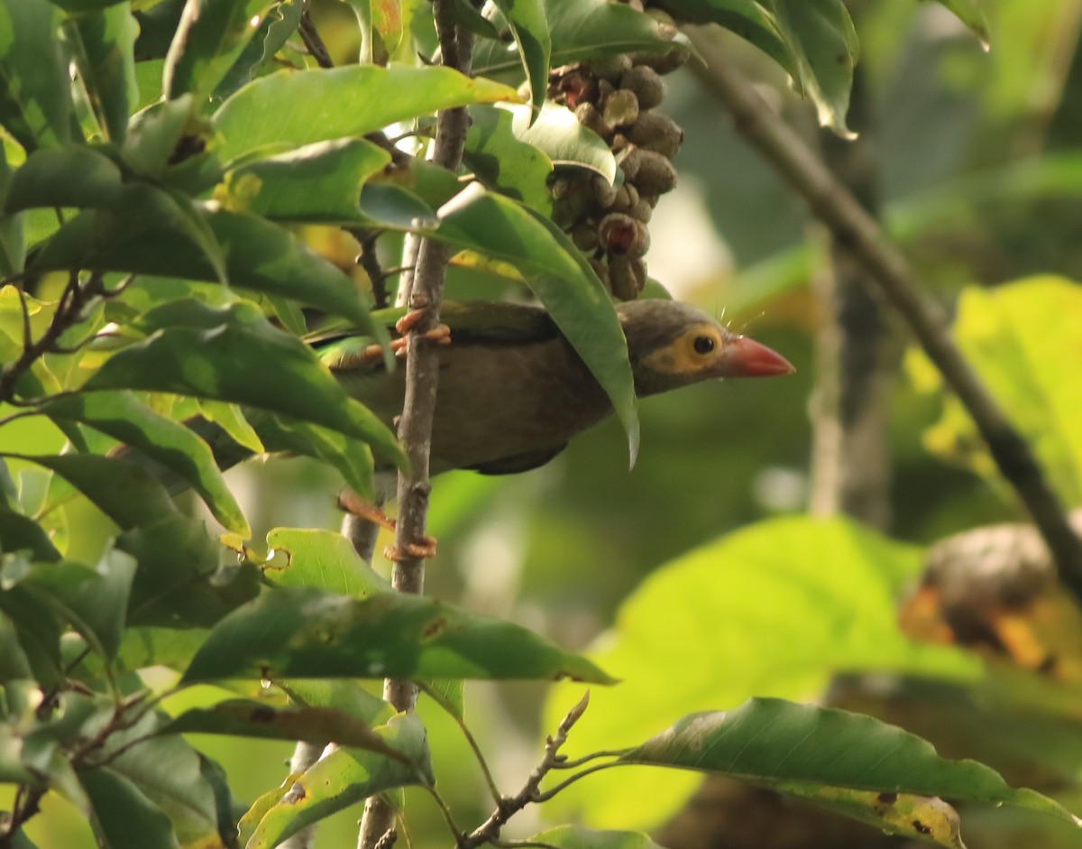 Brown-headed Barbet - ML643577440