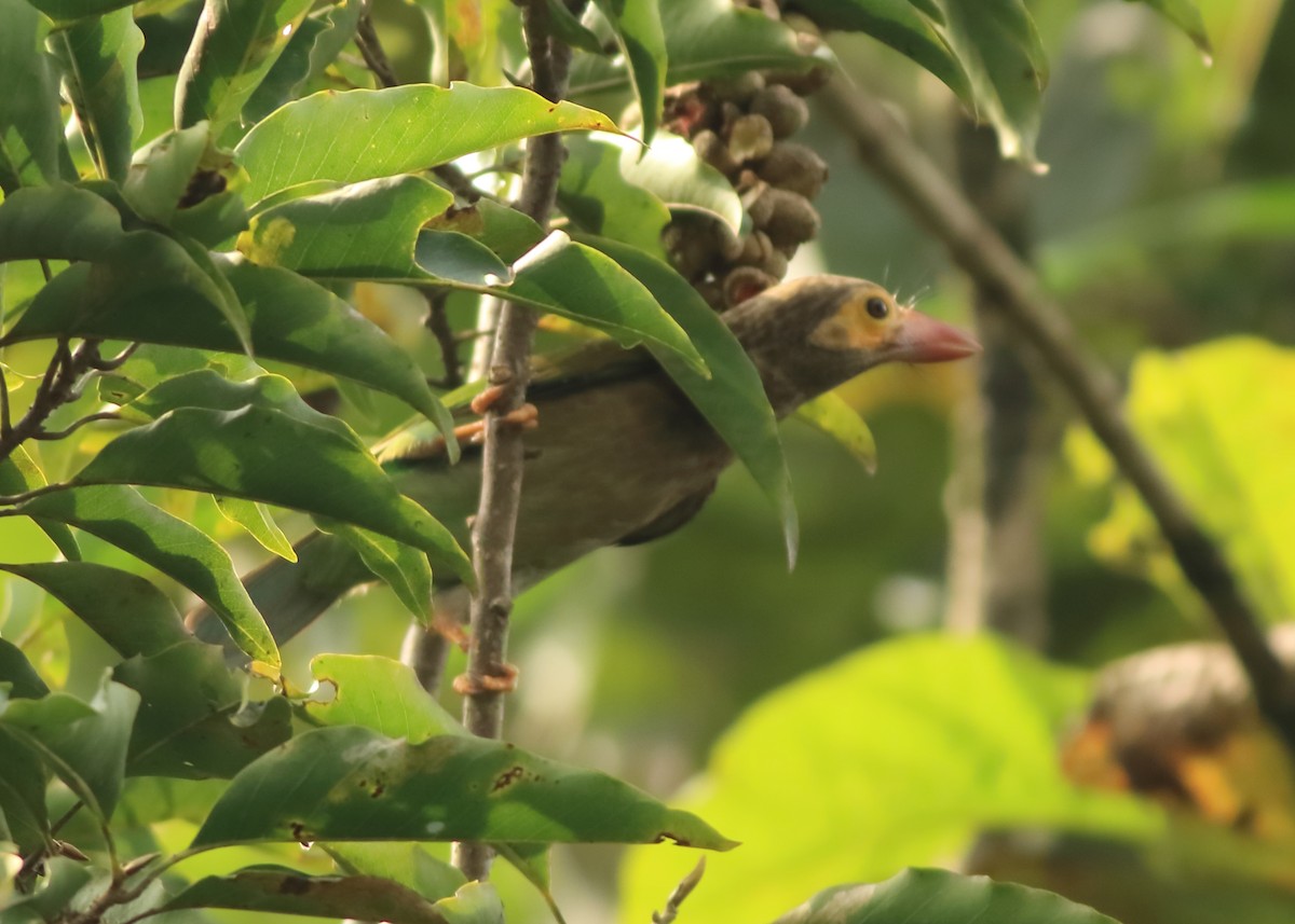 Brown-headed Barbet - ML643577442