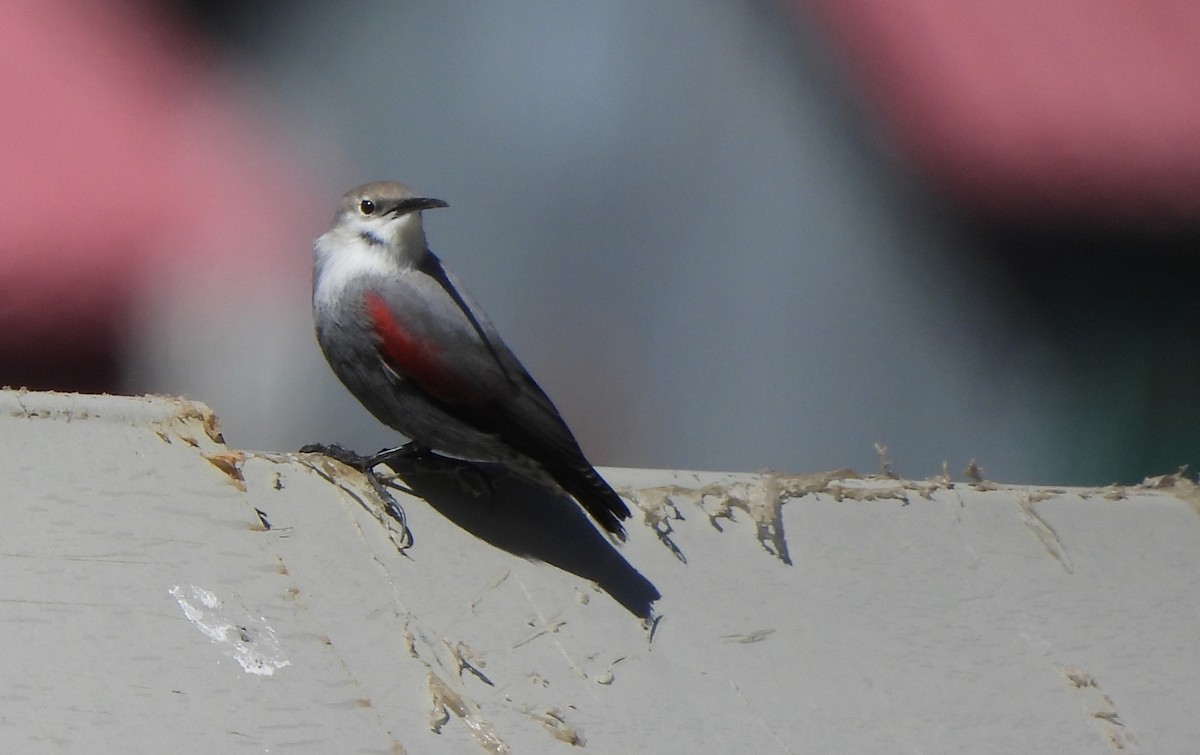 Wallcreeper - ML643577451