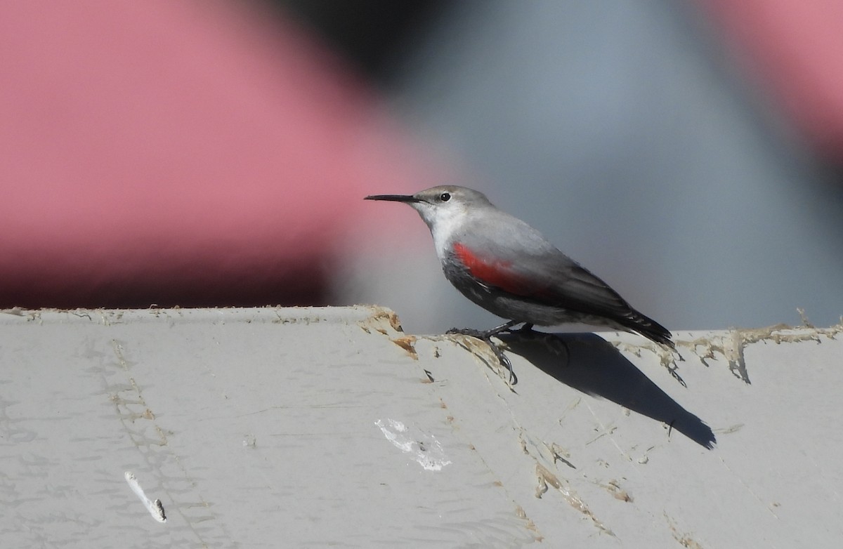 Wallcreeper - ML643577452