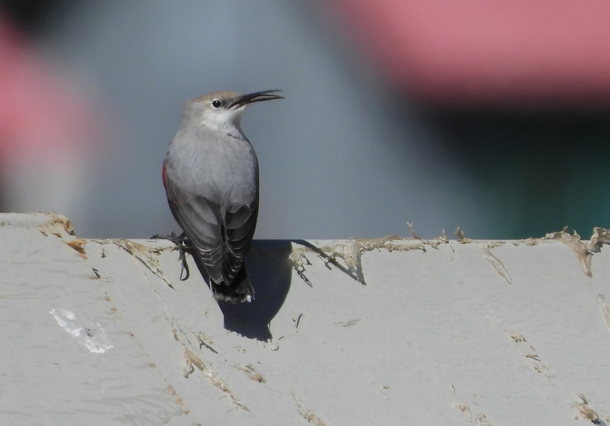 Wallcreeper - ML643577453