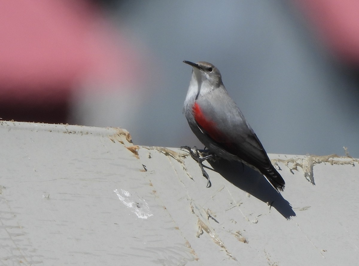 Wallcreeper - ML643577454