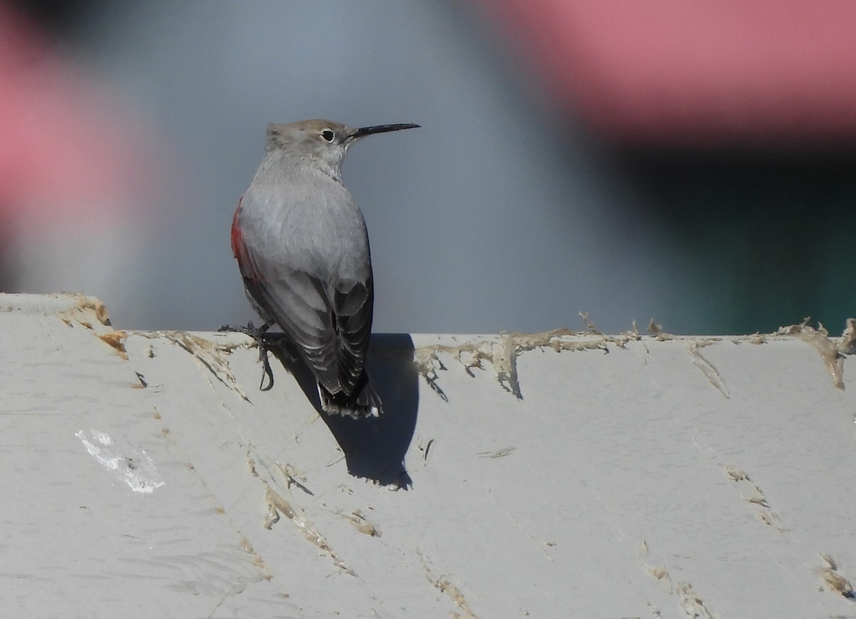 Wallcreeper - ML643577455