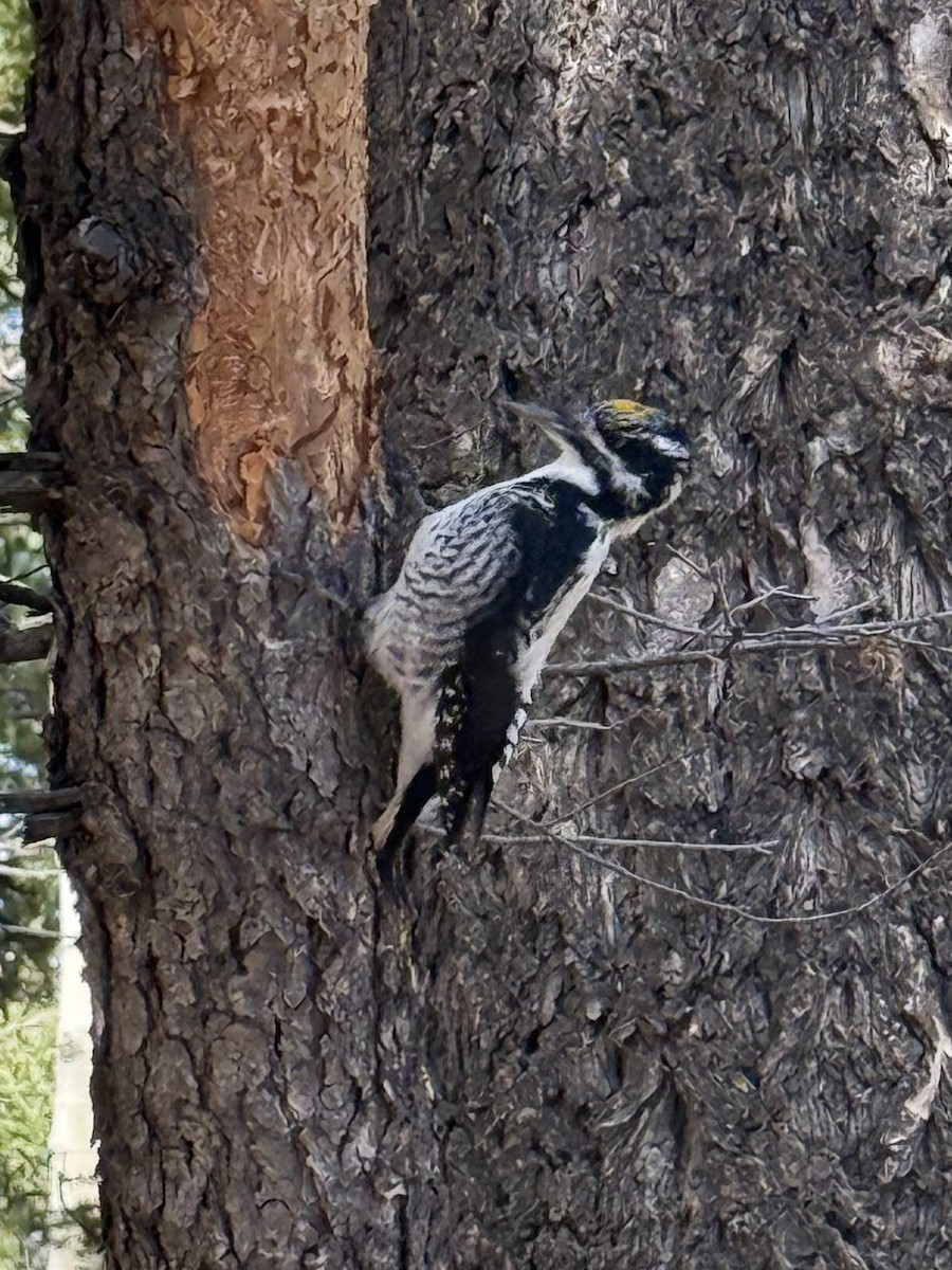 American Three-toed Woodpecker - ML643577463