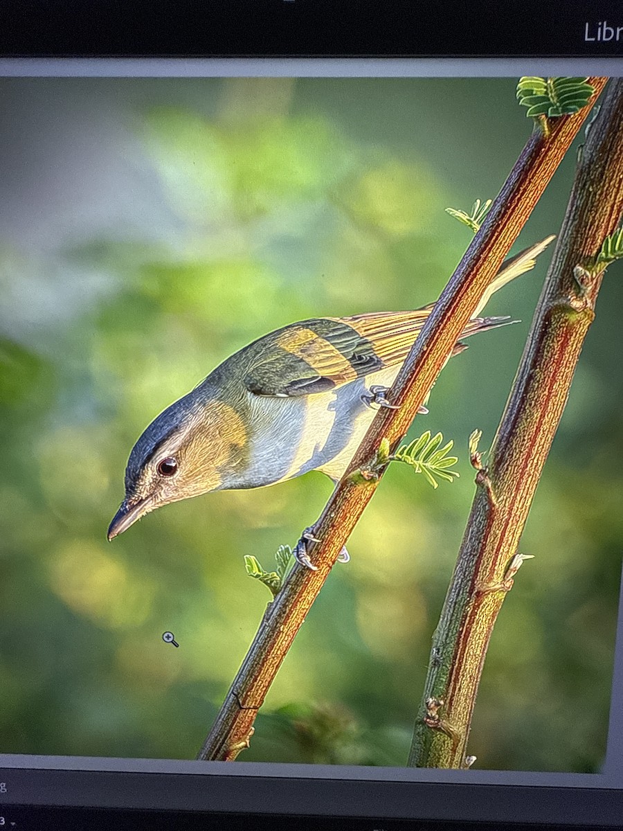 Red-eyed Vireo - ML643577470