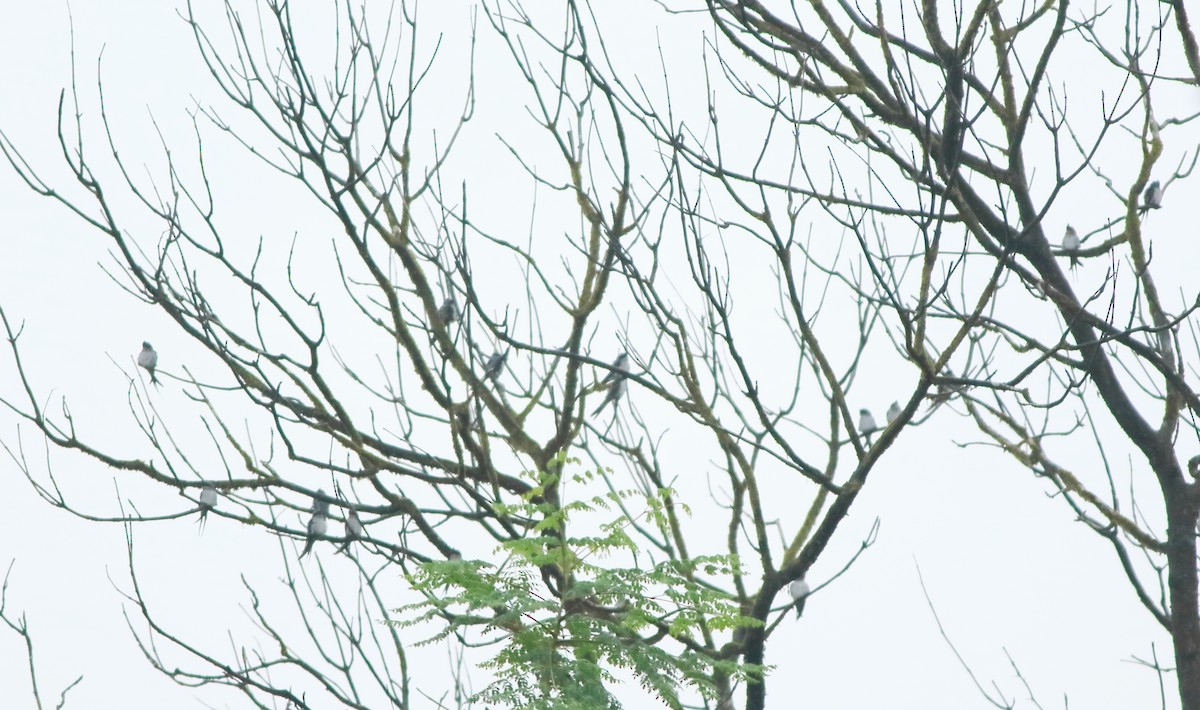 Crested Treeswift - ML643577471