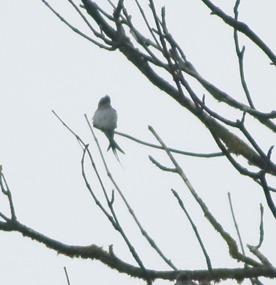 Crested Treeswift - ML643577472