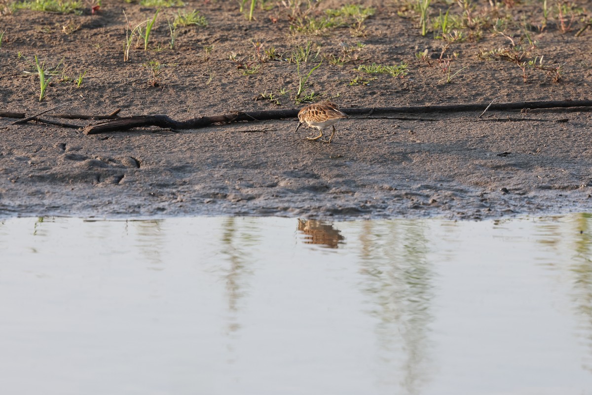 Least Sandpiper - ML643577477